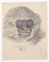 KT 2009 028-363
<br/>
Gibbon kop.
<br/>
<em>Trigt, Stephanus Hendrik Willem van (1790-1840)</em>